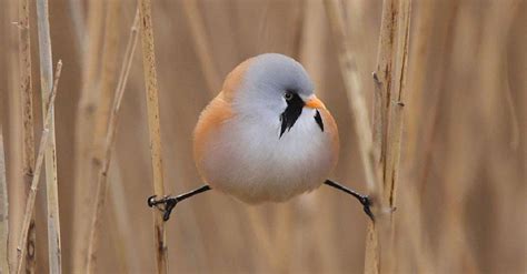 bearded reedling   roundest bird