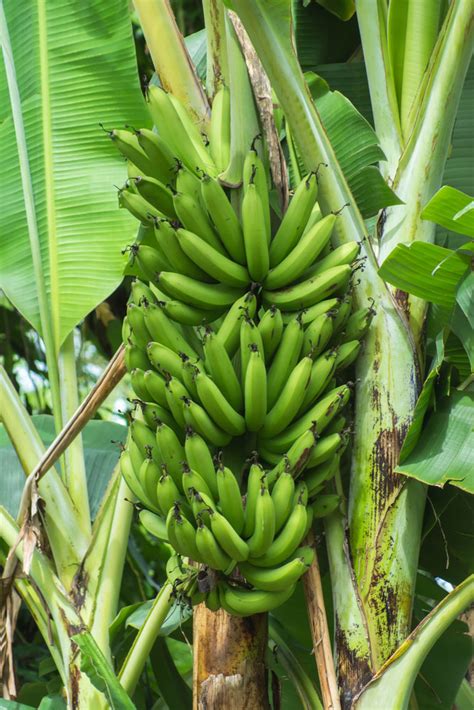 Banana Description History Cultivation Nutrition