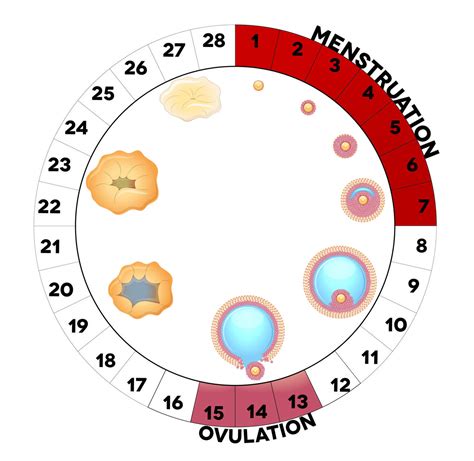Sex during ovulation period