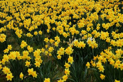 field  daffodils wallpaper wallpapersafari