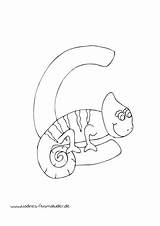 Buchstabe Tieralphabet Chameleon Nadines Buchstaben Malvorlagen sketch template
