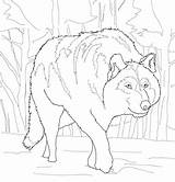 Wolf Gray Coloring Pages Crouching Printable Mexican Print Color Outline Drawings Draw Categories sketch template