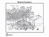 Mangrove Ecosystem Ecosystems Wetlands Nationalgeographic Wetland Manglar Ecosistema Coloringpage sketch template