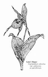 Slipper Lady Drawing Drawings Spp Cypripedium sketch template