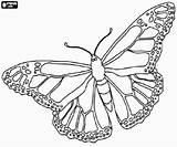 Monarch Butterfly sketch template