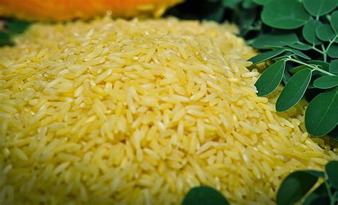 genetically modified golden rice coming   hd