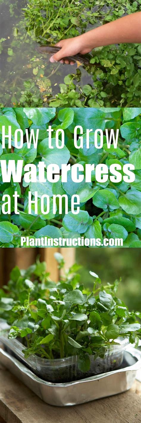grow watercress watercress growing watercress growing food