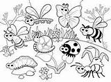Bug Coloring Pages Getcolorings sketch template