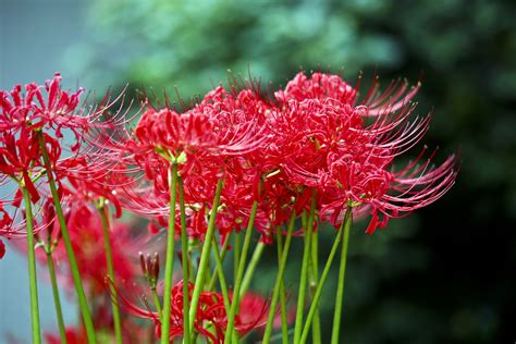 grow  care  red spider lily