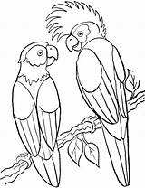 Coloriage Oiseaux Perroquet Perroquets Exotiques Couple Gif sketch template