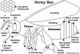 Enchantedlearning Bees Printout Hive Drawing Honeybee Honeybees Enchanted Abdomen Printouts sketch template