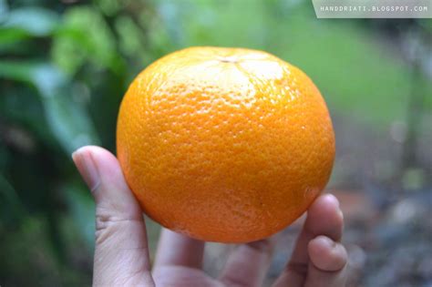 seribu manfaat buah jeruk  kesehatan tubuh  kecantikan wajah