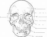 Skull Label Anatomy Coloring Bone Frontal Skeletal System Pages Diagram Blank Printable Chapter Three Answer Key Worksheet Labels Orbit Temporal sketch template