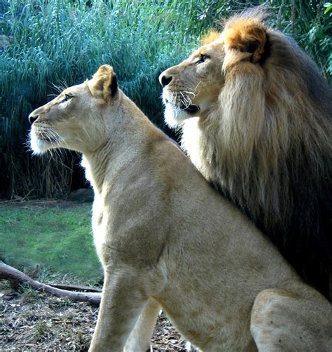 lion  lioness  photo  freeimages