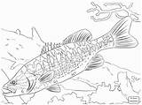 Coloring Bass Fish Pages Guadalupe Fishing Freshwater Largemouth Walleye Striped Spotted Trout Drawing Printable Kids Basses Brook Arapaima Big Colouring sketch template