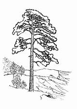 Pine Coloring Pages Sosna Print Coloringtop sketch template