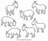 Caprette Animali Disegno Pecore Disegnidacoloraregratis sketch template