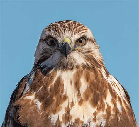 hawk face photograph  loree johnson fine art america