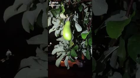 Our Own Avocado Tree Youtube
