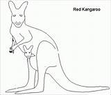 Kangaroo Coloring Pages Animal Color Kids Library sketch template
