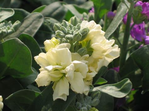 grow  care  matthiola incana stock flower florgeous