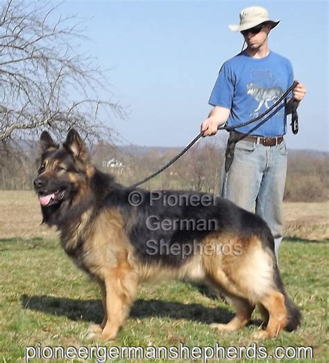 giant german shepherds flickr