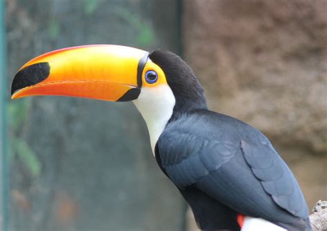 toco toucan zoochat