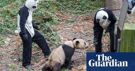 Inside The Giant Panda Research Centre In Pictures
