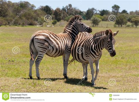 zebra grazing stock photo image  concept design detail