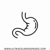 Stomach Organs Ultracoloringpages sketch template