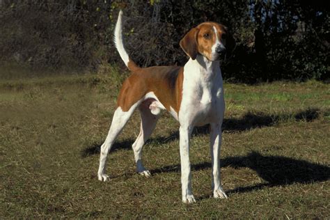 foxhound  big dog breeds