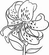 Lily Tiger Draw Flowers Drawing Flower Step Lilies Drawings Dragoart Clipart Easy Coloring Culture Pop Beginners Library Board Sketch Sketches sketch template