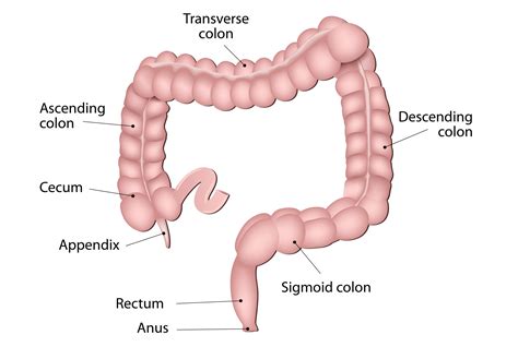 sections   colon