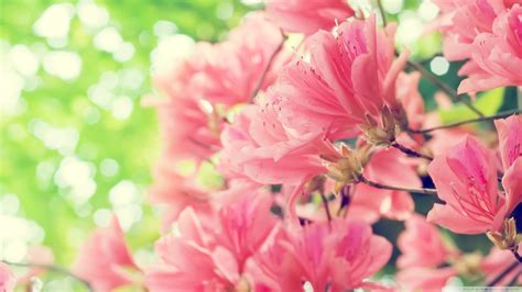 beautiful spring wallpapers pictures images