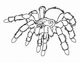 Spider Coloring Pages Printable Kids Print sketch template