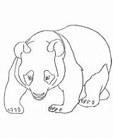 Panda Coloring Pages Bear Kids Printable Cute Drawing Bears Animal Animals Getdrawings sketch template