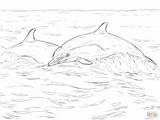 Colorare Kolorowanki Disegni Delfin Delfini Delfino Bambini Dolphin Kolorowanka sketch template