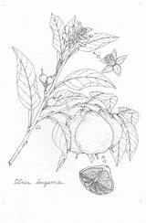Bergamot Botanical Illustration Drawings Plant Flower Uploaded User Drawing sketch template