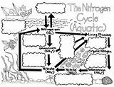 Nitrogen Cycle Aquatic Sketch Notes Rating sketch template