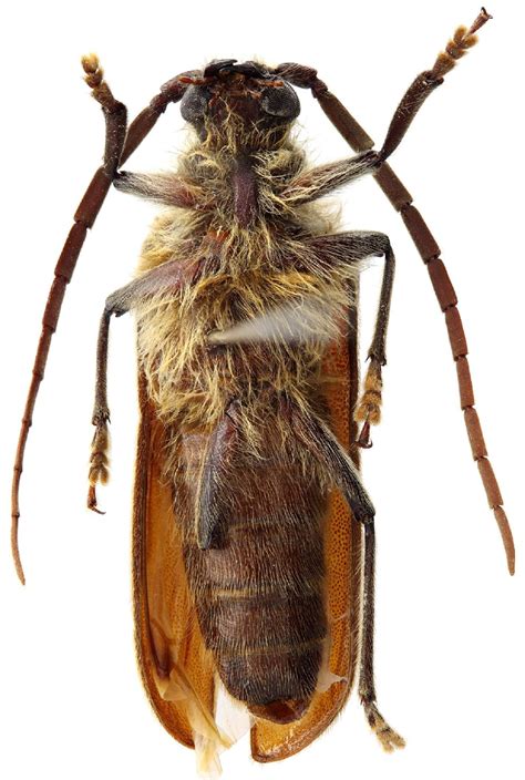 Cerambycidae Species Details