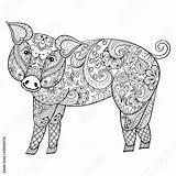 Pig Zentangle Adult Vector Swine Illustration Print Comp Contents Similar Search sketch template
