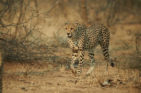 gepard acinonyx jubatus naturbild galerie grosskatzen fokusnatur
