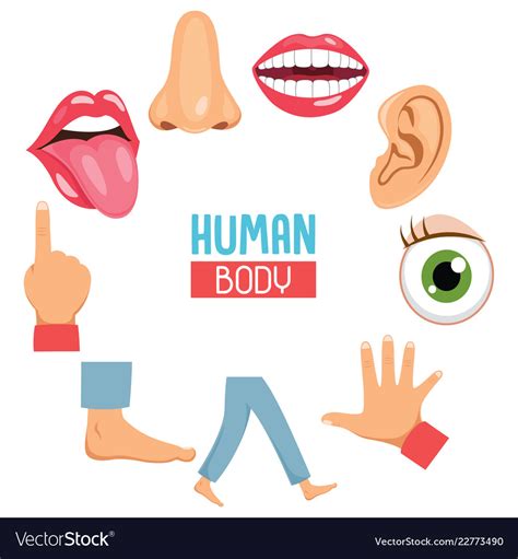 of human body parts royalty free vector image vectorstock