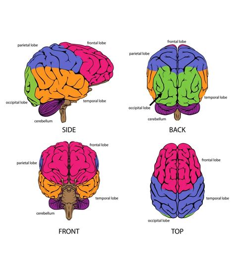 informative facts diagram parts  human brain  kids