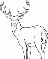 Deer Coloring Pages Buck Whitetail Printable Outline Drawing Male Colouring Mule Kids Alpha Cute Hunting Adult Antlers Chevreuil Dessin Face sketch template