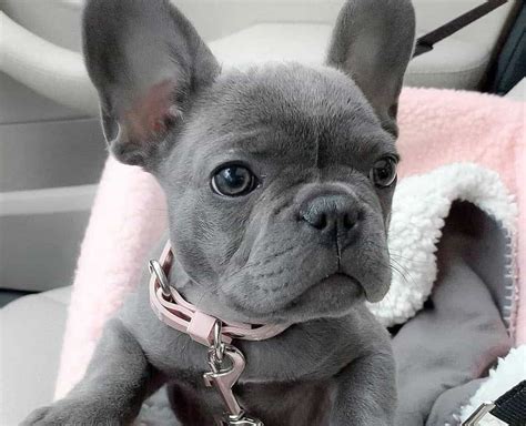cost  blue french bulldog picture bleumoonproductions