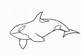 Whale Orca Kids Shamu Orcas Baleia Boer Coloringbay Vicoms sketch template