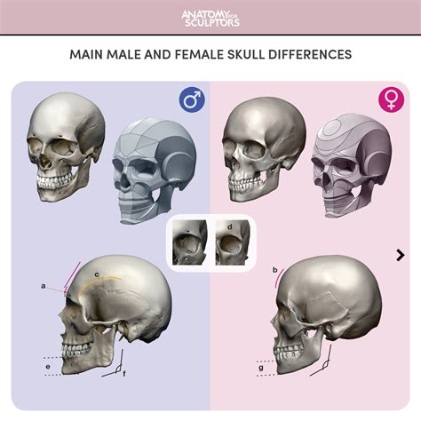 artstation male  female skull main differences