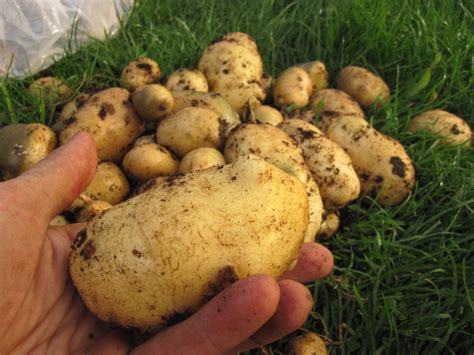 potatoes peter donegan landscaping  garden design