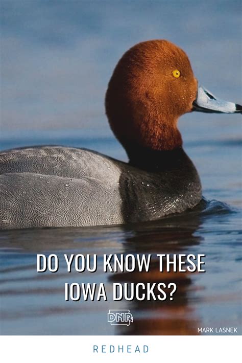 3 ducks you may not know live in iowa dnr news releases